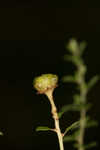 Littleleaf buckbrush